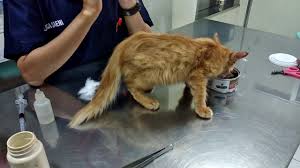 Pertama Kali Ke Dokter Hewan Tetes Obat Anti Kutu Biaya Yg Harus Dibayar Dna Animal Clinic Bogor Youtube