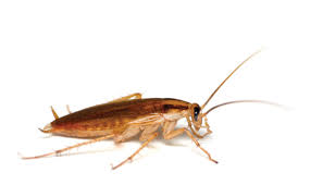 Body is divided mainly in three sections , head ,thorax and abdomen. Prevention And Control Of Cockroaches Discover 8 Effective Ways By Edwin Isotu Edeh Linkedin