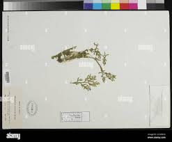 Image result for Selaginella molliceps