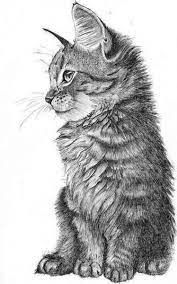 Pin On Furry Creatures