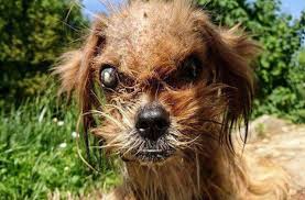 3 de rezultate pentru eticheta cel mai urat caine. Foto Nimeni Nu Voia Acest Caine Urat Cum Arata La 8 Luni Dupa Ce A Fost