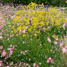 Image result for Schoenefeldia transiens