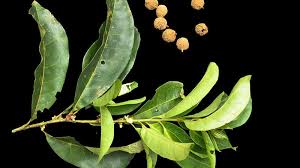 Image result for Peraceae