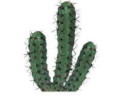 One genus of cactus, pereskia, actually has true leaves. Whizz Kids Of Grade 3b Question Of The Week