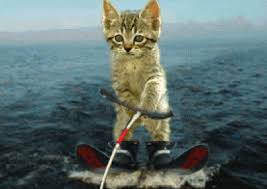 Best lustige katzen gifs gfycat. á… Lustige Animationen Bilder Lustige Animationen Gb Pics Gbpicsonline