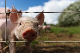 Maybe you would like to learn more about one of these? Petting Zoos And Farms For Kids In Toronto And The Gta Help We Ve Got Kids