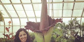 Corpse Flower Atticus Review