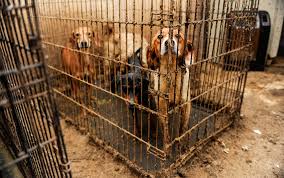 Did you scroll all this way to get facts about no kill cat shelter? No Kill Animal Rescue Is A Disaster For Animal Welfare Aeon Essays