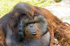 Big Male Orangutan Orange Monkey Male Orangutan Orange Monkey Orangutan