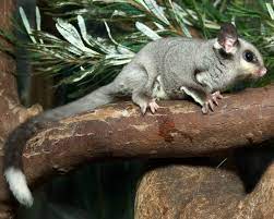 Squirrel Glider Facts Diet Habitat Pictures On Animalia Bio Squirrel Glider Squirrel Australia Animals