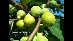 كيفية زراعة التين فى المنزل التين الابيض الاسبانى how to grow white fig youtube