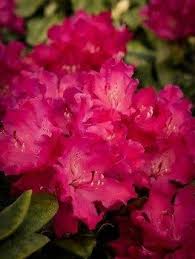 Red Rhododendron Nova Zembla In 2020 Rhododendron Plant Rhododendron Plants