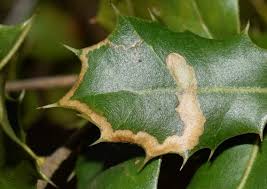 Image result for Stigmella samiatella