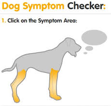 Please try to enter single words. Dog Symptom Checker You Can Easily Search Our 1 000 Dog Health Articles Based On The Symptoms Your Dog Is Experiencing Dog Health I Like Dogs Sleeping Dogs