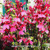 See full list on gardeningknowhow.com 1