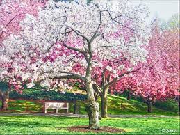 Pin On Cherry Trees