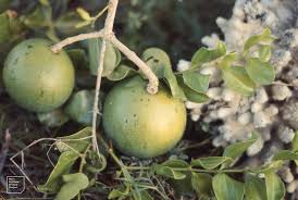 Image result for Strychnos cocculoides