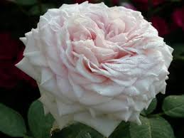 Floral arrangements follow us on instagram @themagnificentrosess Some Of My Clements Roses