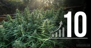 Photosynthesis is almost the metabolism of led (stands for light emitting diodes) is probably the most exciting technology in indoor growing. Top 10 Tips To Maximize Your Cannabis Grow Space Sensi Seeds Sensi Seeds