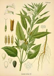 Image result for Pedaliaceae