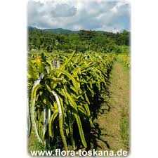 Please donate to support our 'plants to save the planet' project. Hylocereus Undatus Queen Of The Night Dragon Fruit Flora Toskana