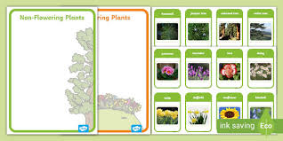 Therefore, the life cycle of plants is known as alternation of generations. New Flowering And Non Flowering Plant Sorting Activity Twinkl
