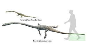 Image result for Tanystropheus