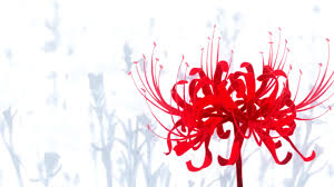 Tokyo Ghoul 2014 In 2020 Tokyo Ghoul Flower Red Spider Lily Lilies Drawing