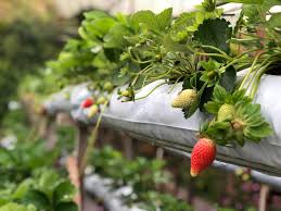 Kern dieser maßnahmen ist der schutz vor frost. Erdbeeren Anbauen Wann Wie Wo So Gelingt Es Dir Botanicly
