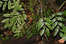 Image result for Lomariopsis