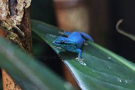 Rainforest Reptiles Tanzania Blue Gecko Lygodactylus Williamsi Gecko Animals Reptiles And Amphibians