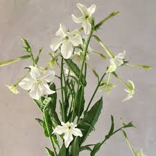 Image result for Nicotiana