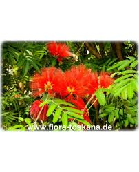Image result for Calliandra tweedii