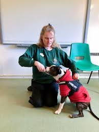 Tails from a dog behaviourist | Cheltenham Animal Shelter