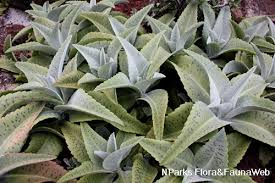 Image result for Kalanchoe gastonis-bonnieri