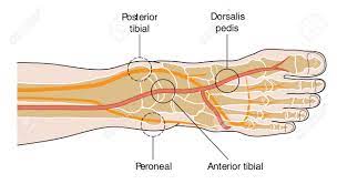 Four Major Pulse Points Of The Foot. The Pedal Pulses. Royalty Free Svg,  Cliparts, Vectors, And Stock Illustration. Image 78261773.