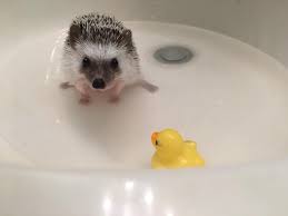 Instead, he spends several minutes attempting to break free. Hedgehog Bath Time Tips Tricks Heavenly Hedgies