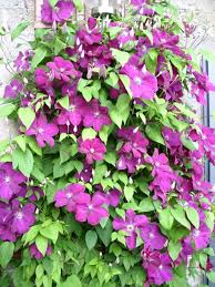 We did not find results for: Clematis Rouge Cardinal Clematis Rouge Cardinal Baumschule Horstmann