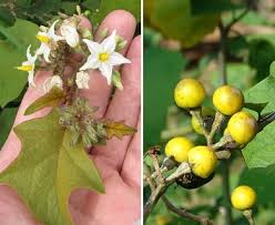 Image result for Solanum torvum