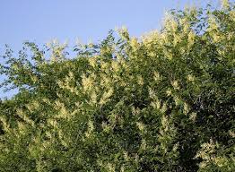 Image result for Acacia schweinfurthii