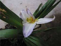 Image result for Velloziaceae