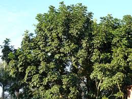 Image result for Balthasaria schliebenii