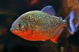 Pin On Piranhas
