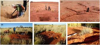 Image result for Limeum argute-carinatum