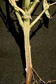 Image result for tomato seedling fusarium wilt