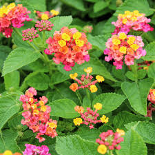 Image result for Lantana