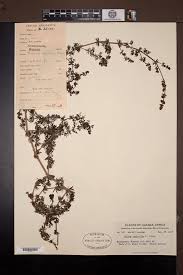 Image result for Loudetia kagerensis