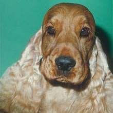 If you're considering adopting a cocker spaniel puppy, make sure you understand this breed's special health considerations. Puppyfind English Cocker Spaniel Puppies For Sale