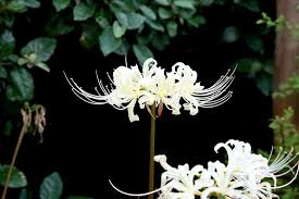 Lycoris Spider Lily A To Z Flowers