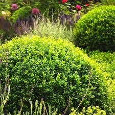 The foliage is edged with heavy golden variegation. 20 Best Boxwood Shrubs To Plant Boxwood Bush And Hedge Ideas